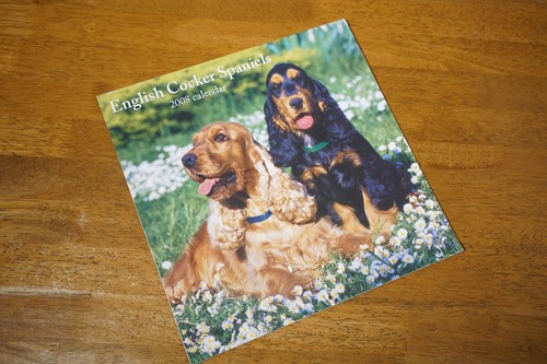 English cocker spaniel - english, wall