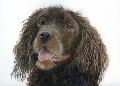 Cocker spaniel puppy original - spaniel,