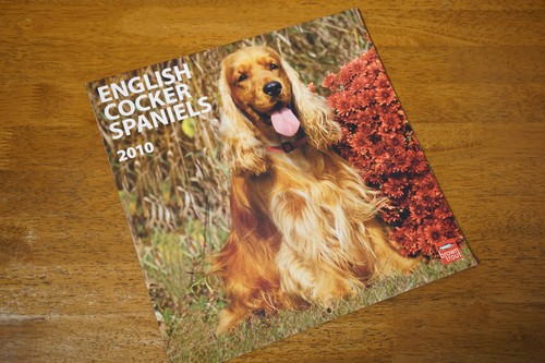 Cocker spaniel wall - spaniel, calendar