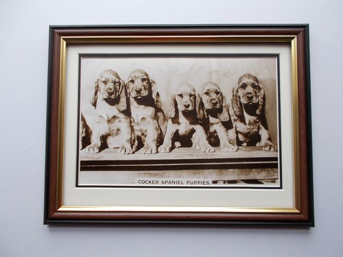 Dog photo cocker spaniel - -,