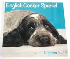 English Cocker Spaniel