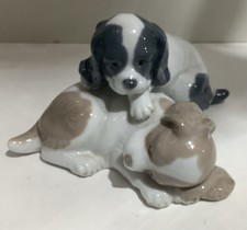 NAO Cocker Spaniel Puppies