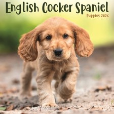 English Cocker Spaniel Puppies