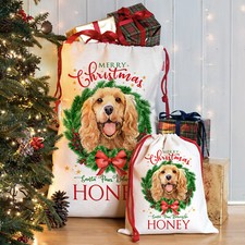 Golden Cocker Spaniel