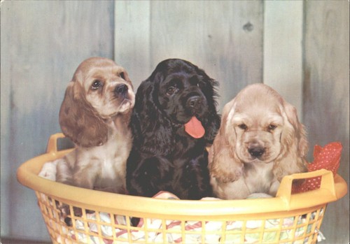Vintage cocker spaniel - vintage, puppies