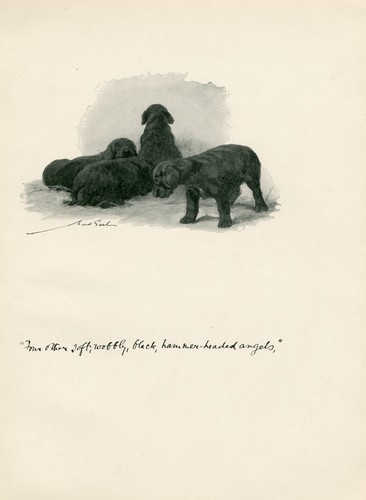 Cocker spaniel puppies antique - cocker,