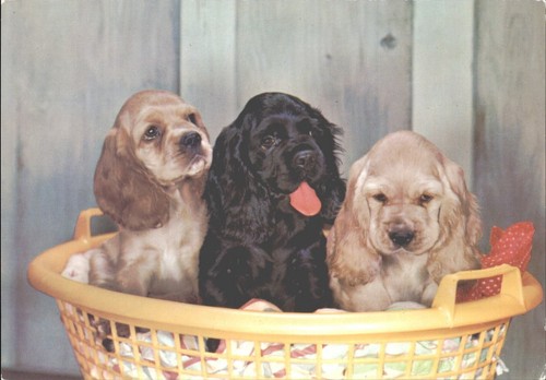 Adorable cocker spaniel - adorable,